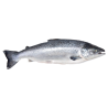 Atlantic salmon